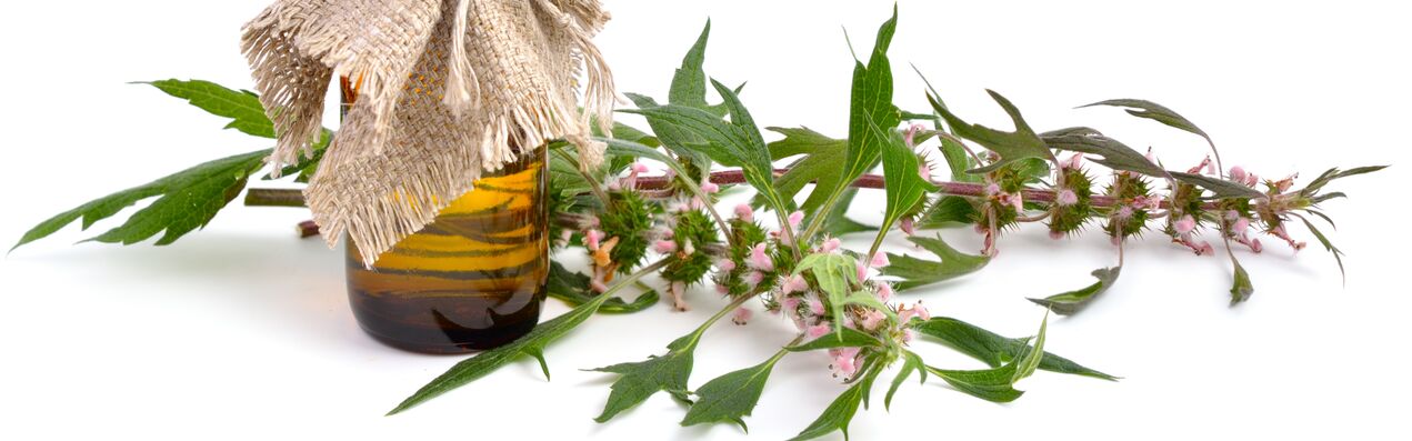 Motherwort - Element vun der MiCardium Zesummesetzung